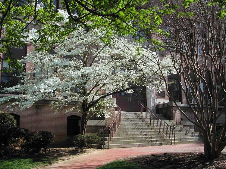 Dogwood tree with white blooms next to Philosophy Building steps.